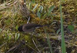 Image of juncos