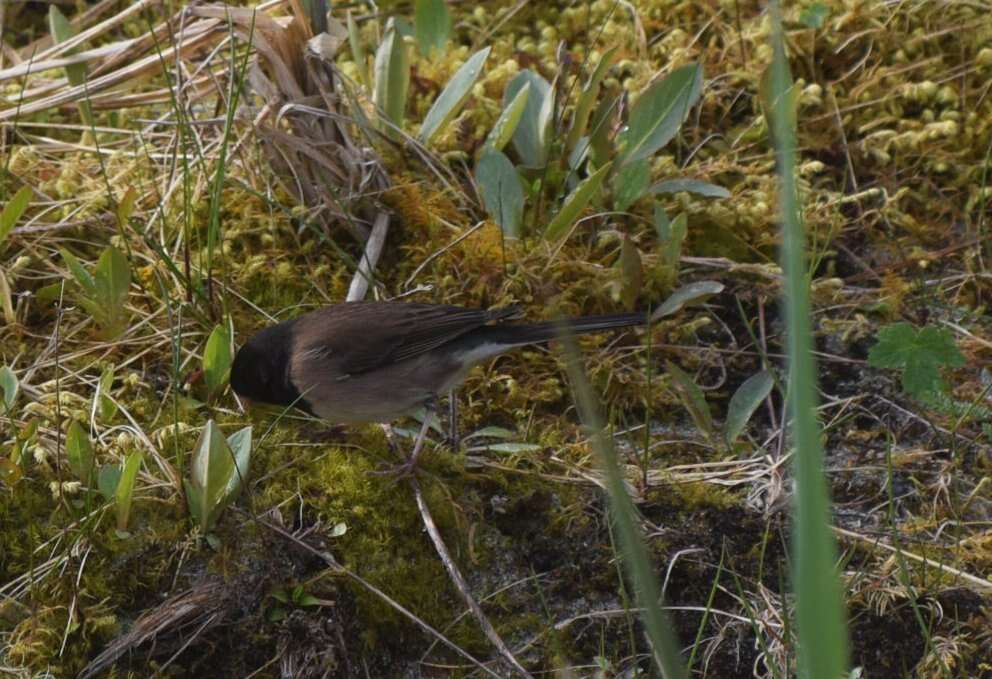 Image of juncos