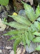 Image of Goniopteris tetragona (Sw.) C. Presl