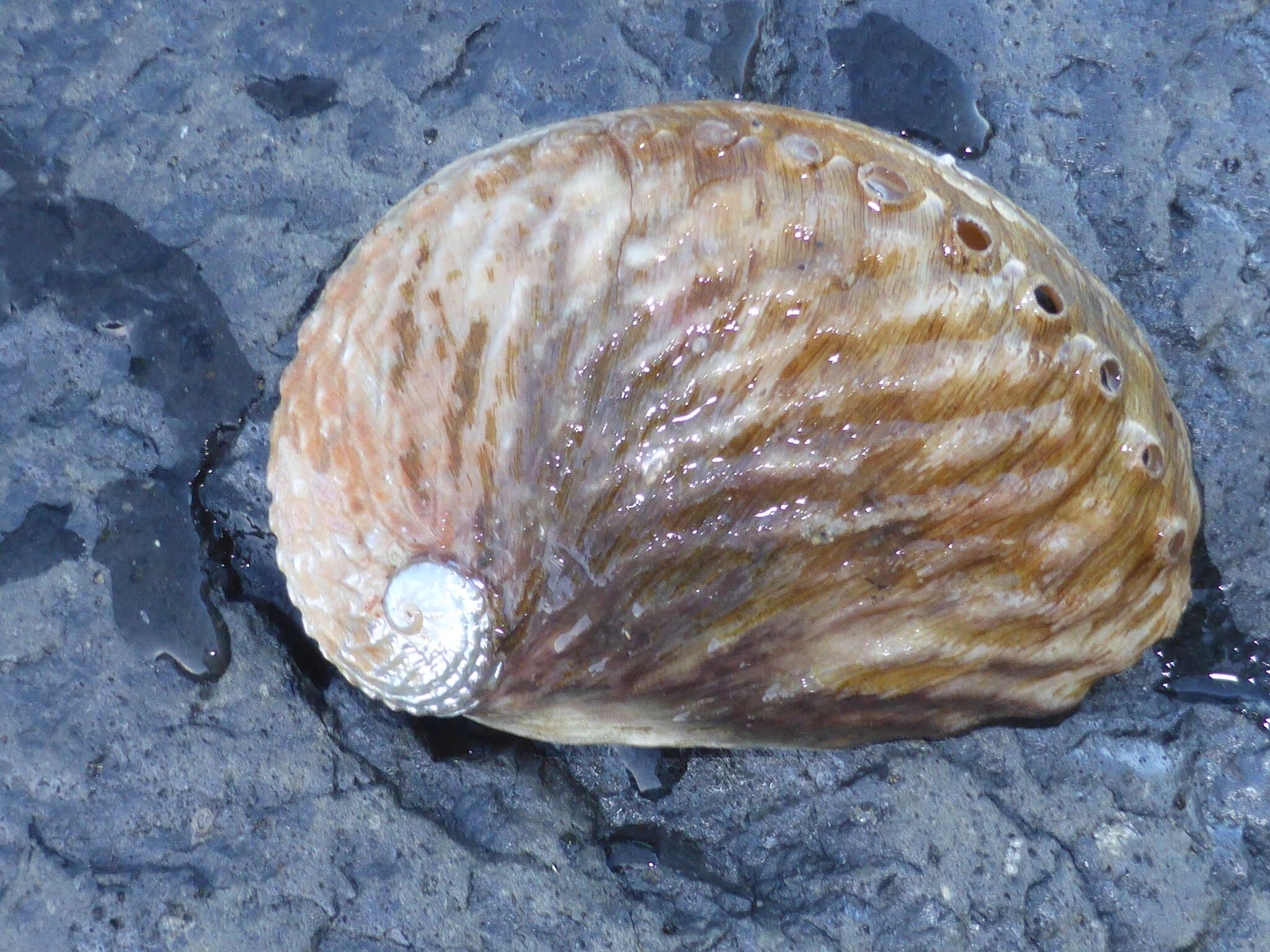 Image of silver abalone