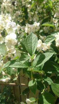 Image of sweet mock orange