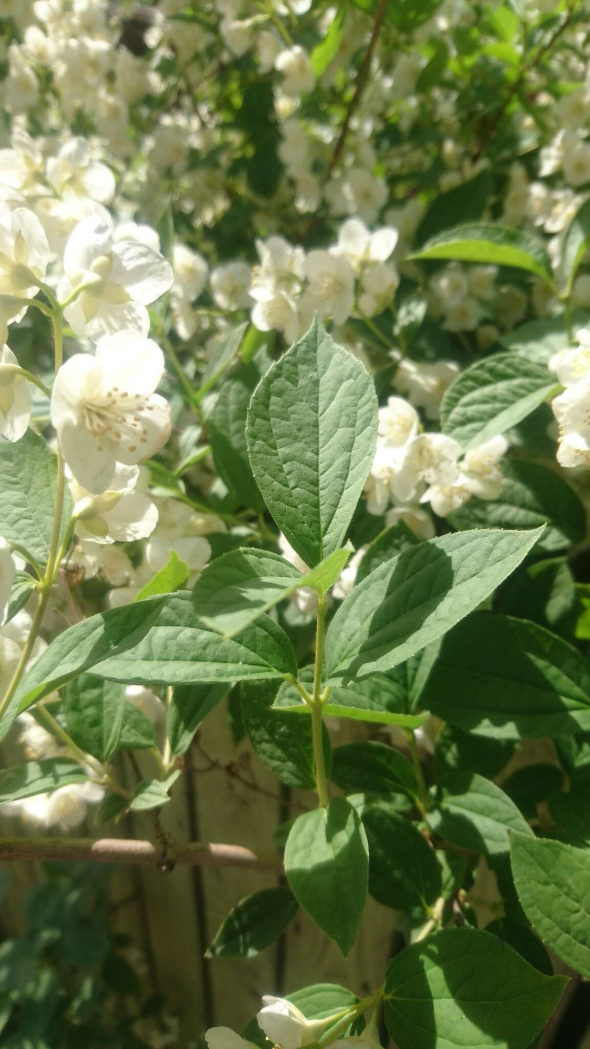 Imagem de Philadelphus coronarius L.