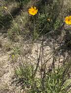 Image de Thelesperma simplicifolium (A. Gray) A. Gray