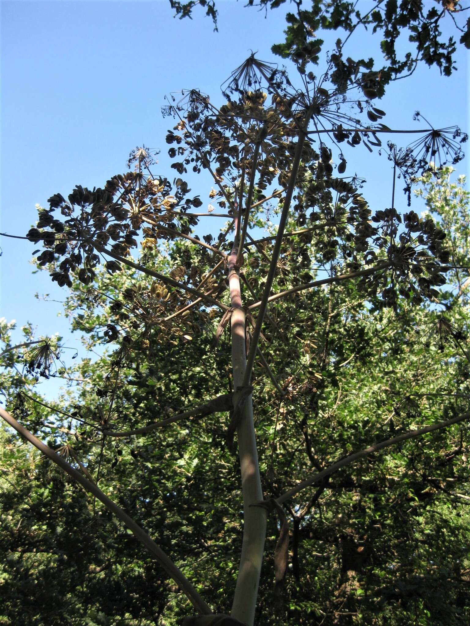 Image of Giant Fennel