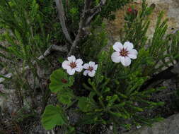 Image of Adenandra uniflora (L.) Willd.