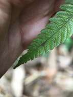 Image of Taiwan maiden fern