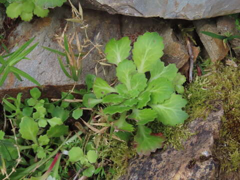 Sivun Saxifraga spathularis Brot. kuva