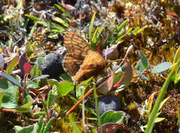 Image of Dingy Fritillary