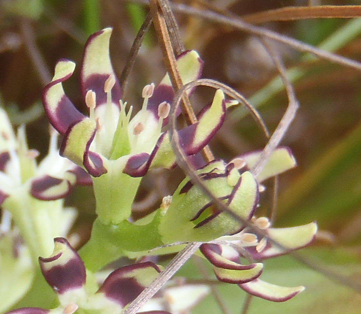 Image of Wurmbea variabilis B. Nord.