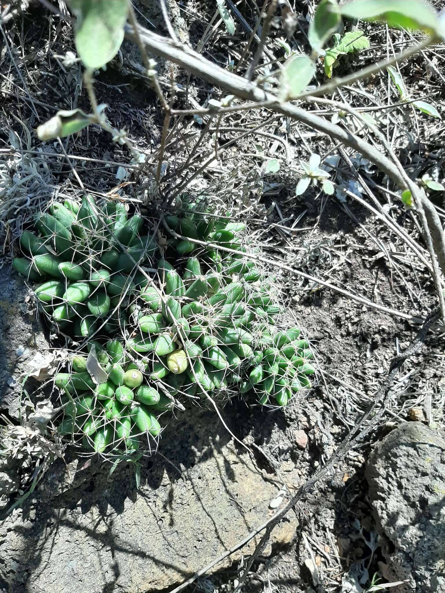 Image of Green-fruit Nipple Cactus