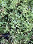 Image of many-fruited thyme-moss