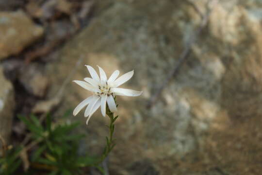 Image of Perezia linearis Less.