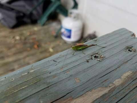 Image of Short-winged Meadow Katydid