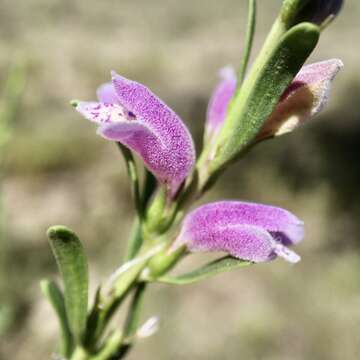 Image of Eremophila divaricata (F. Muell.) F. Muell.