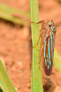 Image of Chlorogonalia losoplanensis (Schroder 1959)