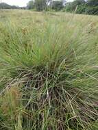 Image of sandysoil Indiangrass