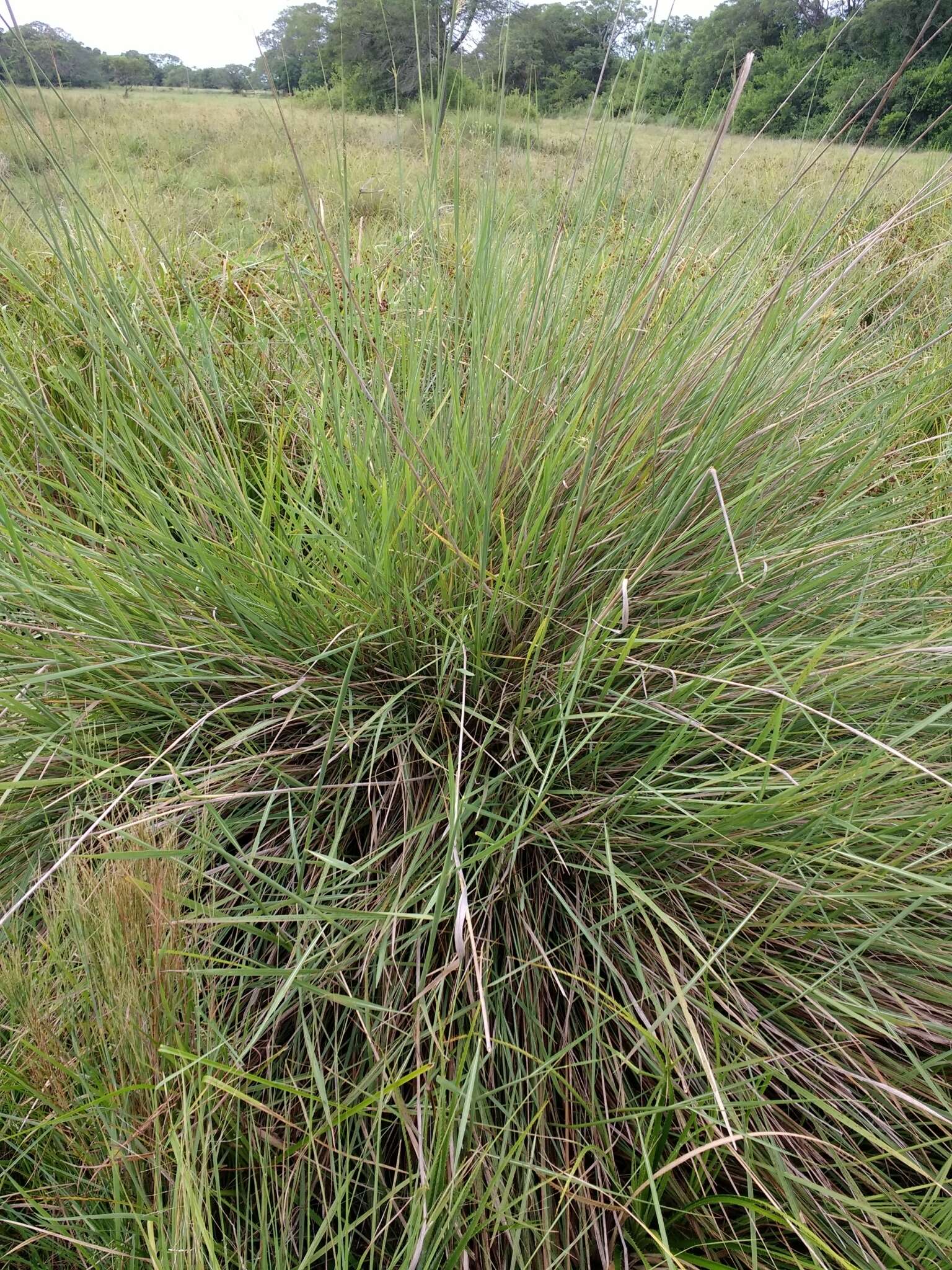 Image of sandysoil Indiangrass