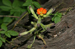 Image of Tourrettia lappacea (L'Hér.) Willd.