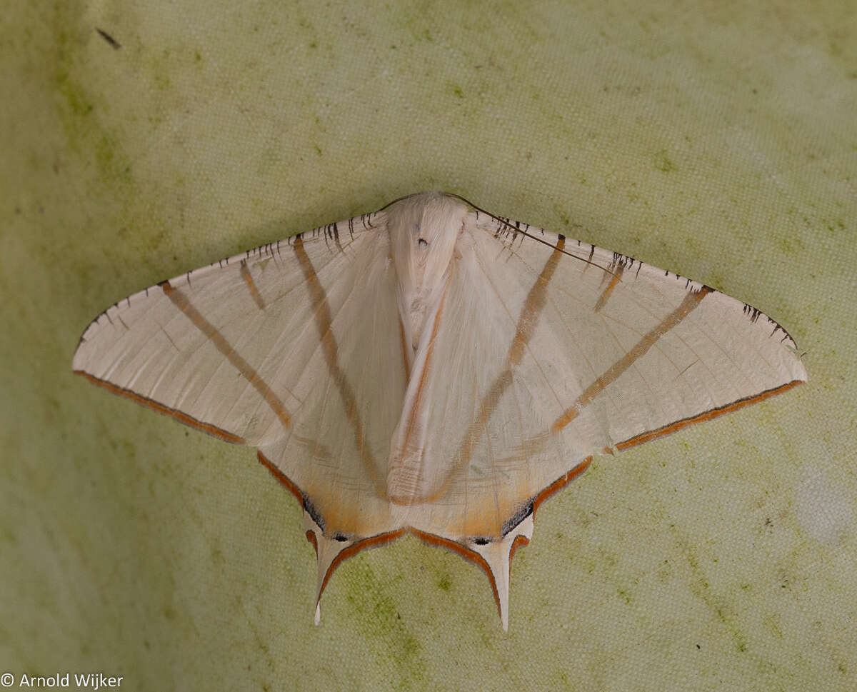 Image of Ourapteryx claretta Holloway 1982