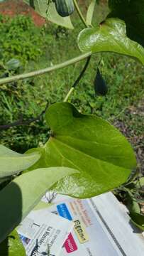 Image de Aristolochia albida Duch.