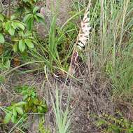 Plancia ëd Gladiolus hollandii L. Bolus