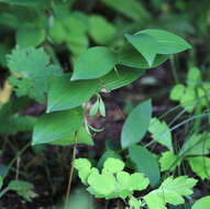 Image of Polygonatum desoulavyi Kom.