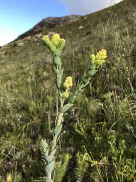 Image of Thesium euphorbioides Berg.