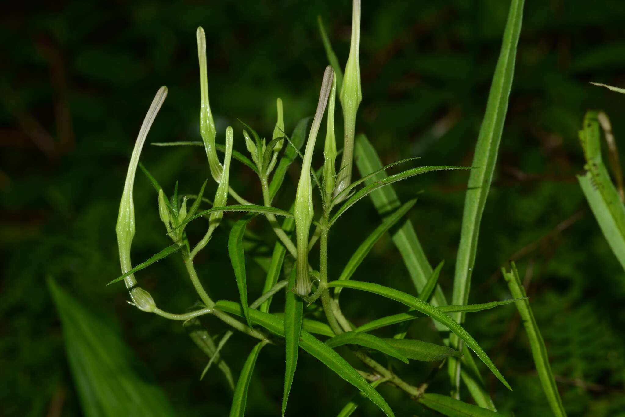 Image de Ceropegia attenuata Hook.