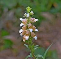 Image of Grecian foxglove