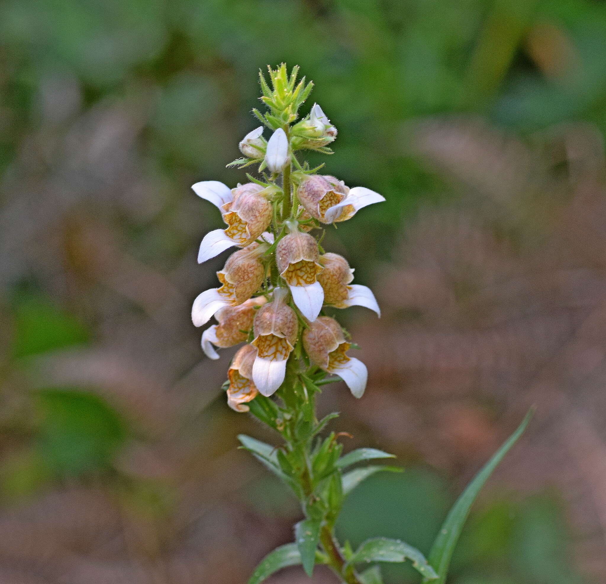 Imagem de Digitalis lanata Ehrh.