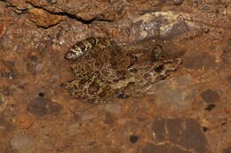 Image of Asian Brackish Frog