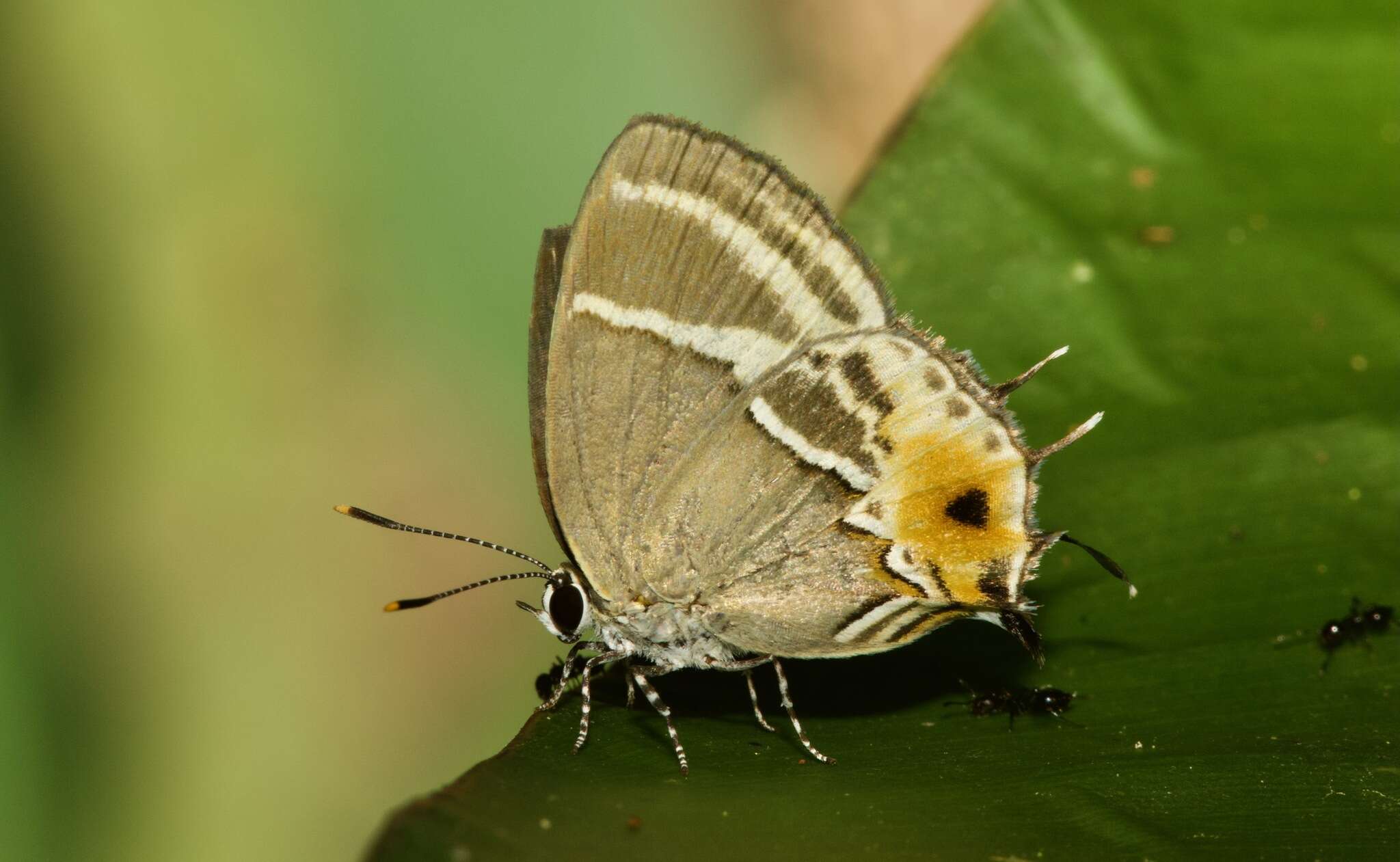 Image of Terenthina terentia