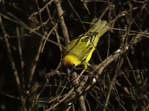 Image of Vitelline Masked Weaver