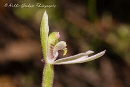 Image de Caladenia variegata Colenso