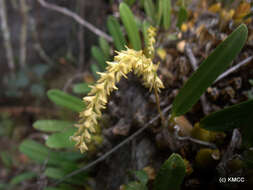 Bulbophyllum baronii Ridl.的圖片