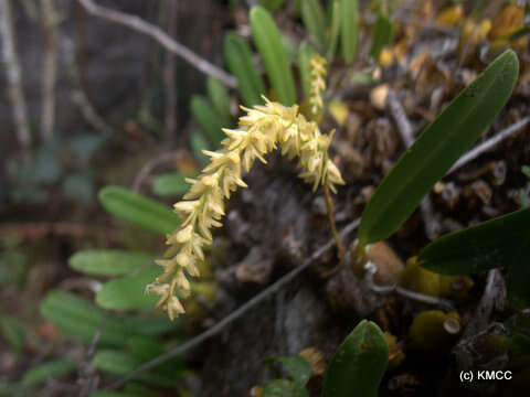 Imagem de Bulbophyllum baronii Ridl.