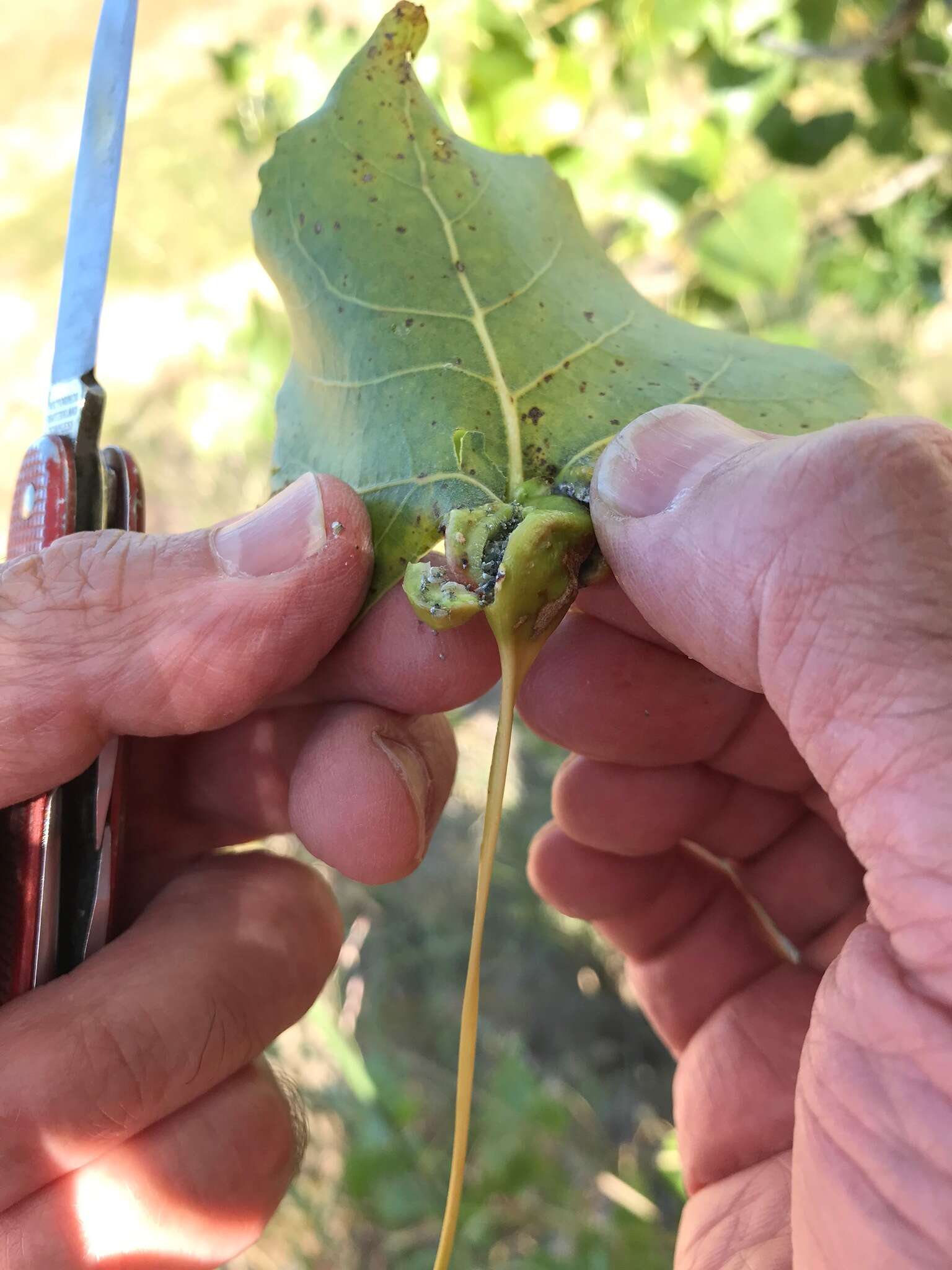 Image of Aphid