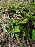 Image of Veronica stricta var. macroura (Hook. fil. ex Benth.) Garn.-Jones