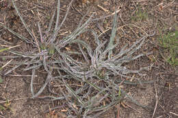 Image of prairie false dandelion