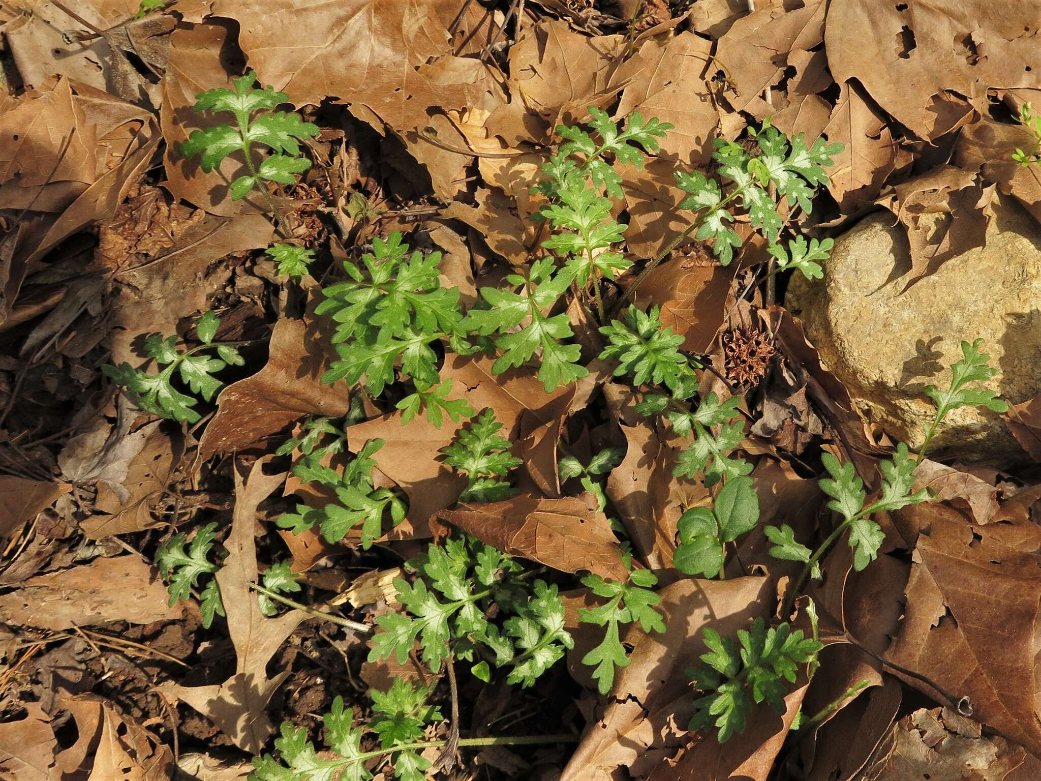 Image de Hydrophyllum brownei R. Kral & V. Bates