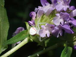 Prunella vulgaris subsp. vulgaris resmi