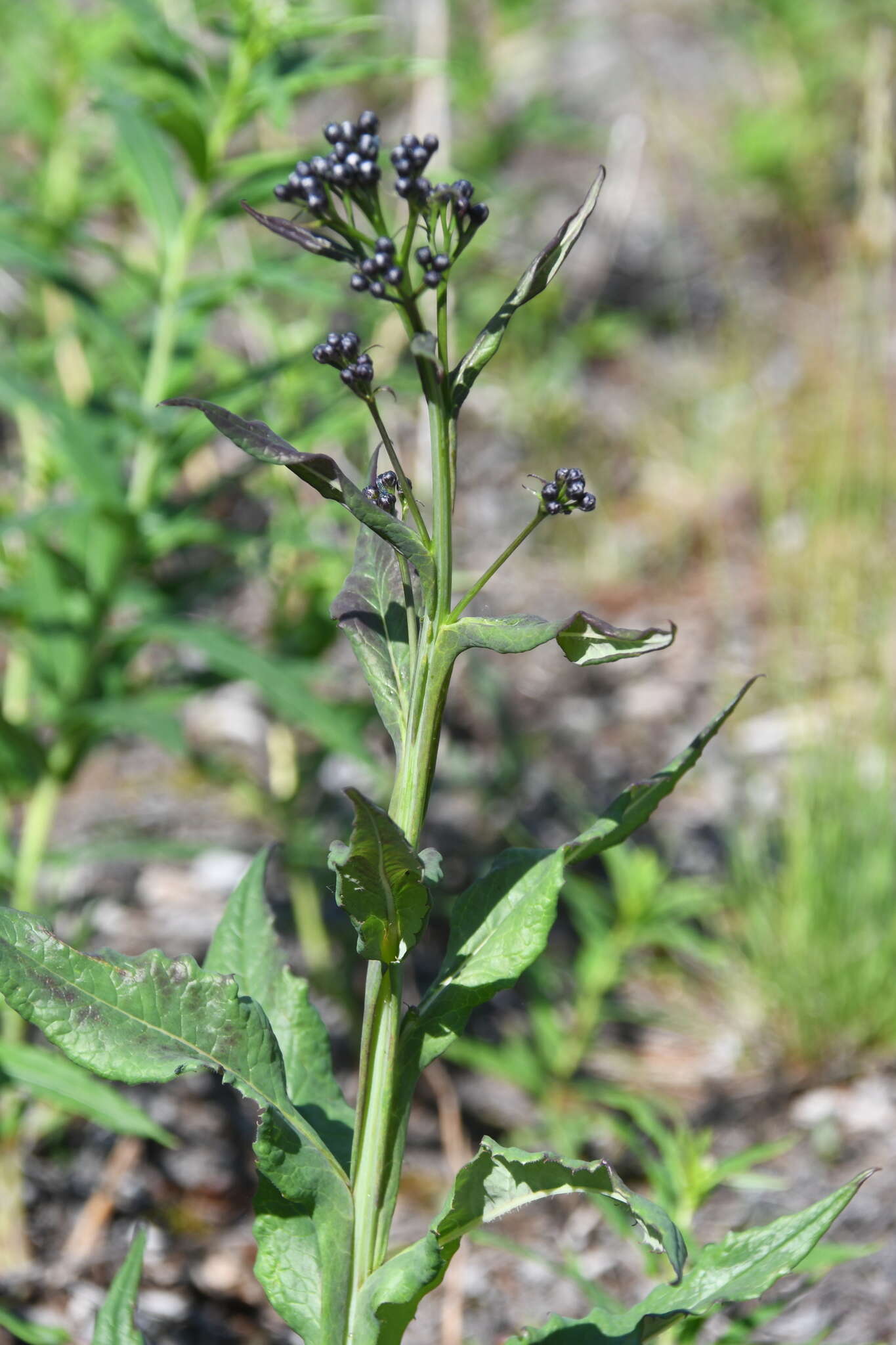 Image of Saussurea parviflora (Poir.) DC.