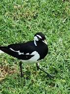 Image of Grallina cyanoleuca cyanoleuca (Latham 1801)