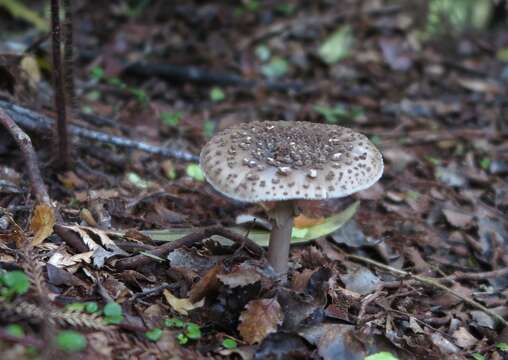 Plancia ëd Amanita karea G. S. Ridl. 1991