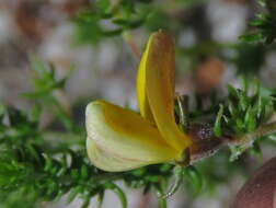 Image of Aspalathus retroflexa subsp. retroflexa