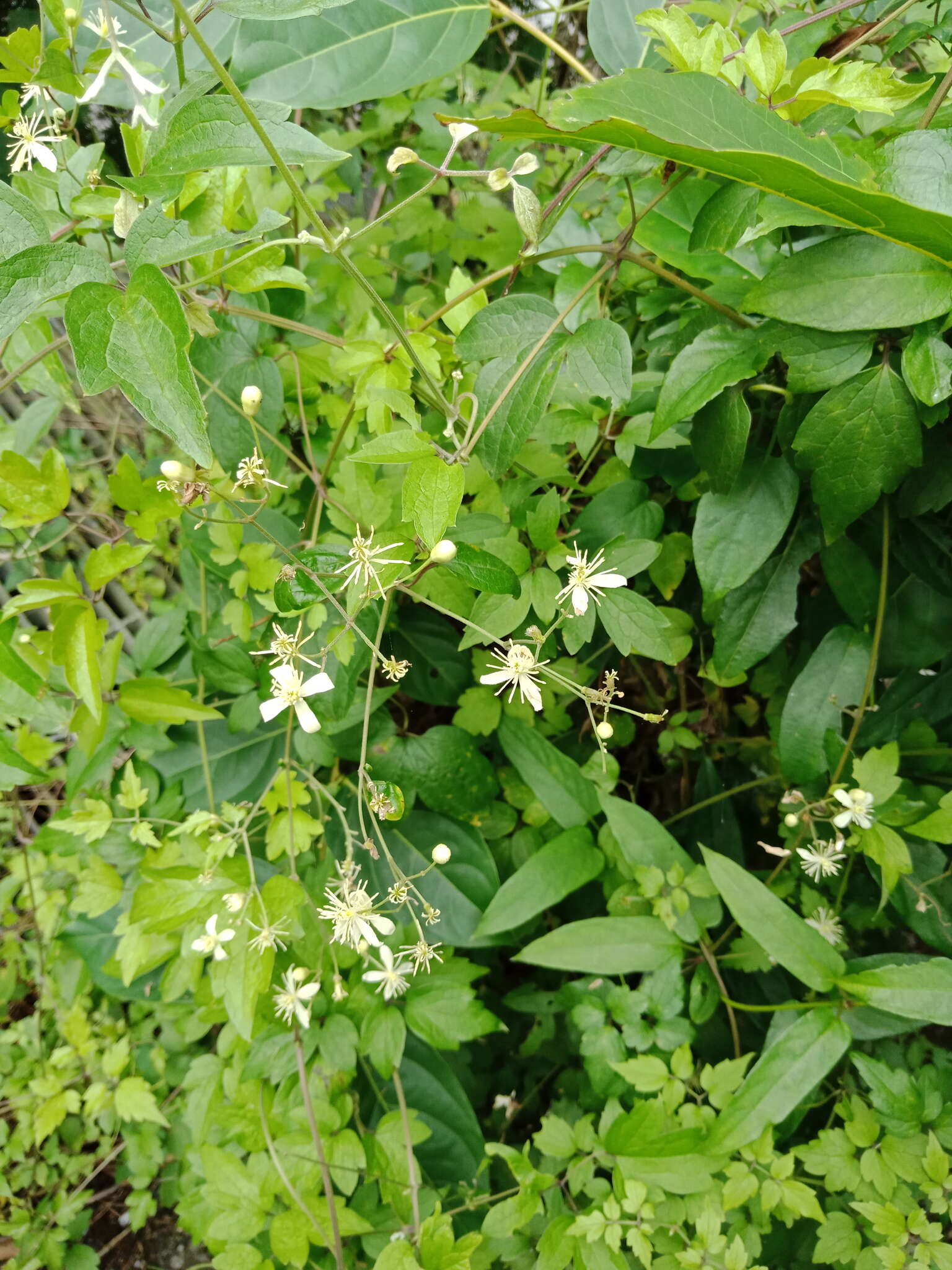 Imagem de Clematis grata Wall.