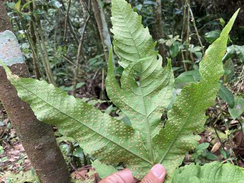 Image of Incised Halberd Fern