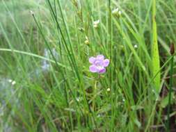 Image of smallflower false foxglove