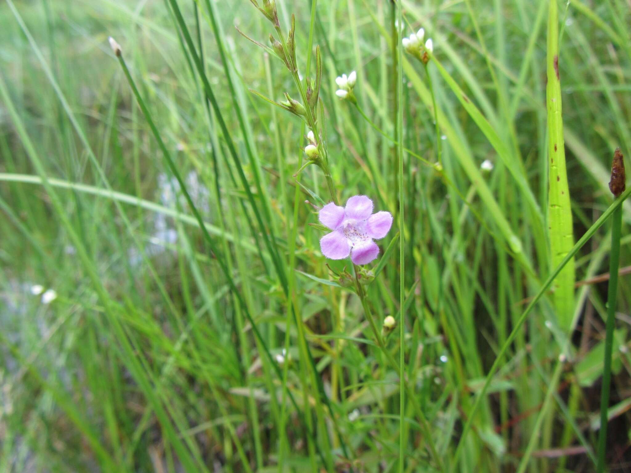 Image of smallflower false foxglove