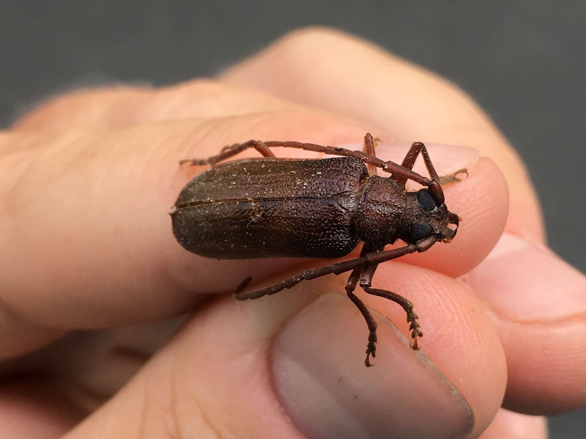 صورة Tragosoma pilosicornis Casey 1890